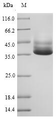 Recombinant Salmonella typhimurium D-galactose-binding periplasmic protein (mglB)
