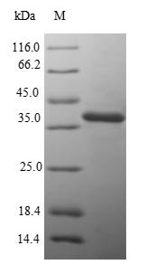Recombinant Salmonella typhimurium D-galactose-binding periplasmic protein (mglB)
