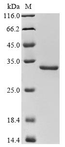Recombinant Legionella longbeachae Outer membrane protein MIP (mip)