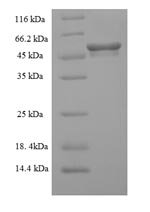 Recombinant Mouse Mixed lineage kinase domain-like protein (Mlkl)