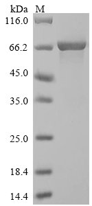 Recombinant Saccharomyces cerevisiae Alpha-1,3-mannosyltransferase MNT3 (MNT3), partial