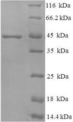 Recombinant Mycobacterium tuberculosis MPT51/MPB51 antigen (mpt51)