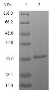Recombinant Mycobacterium tuberculosis Immunogenic protein MPT64 (mpt64)