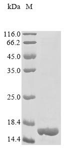 Recombinant Mycobacterium tuberculosis Large-conductance mechanosensitive channel (mscL), partial