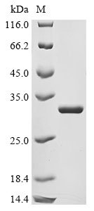 Recombinant Escherichia coli 5-methylthioadenosine/S-adenosylhomocysteine nucleosidase (mtnN)
