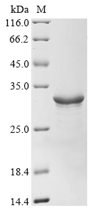 Recombinant Vibrio cholerae serotype O1 5-methylthioadenosine/S-adenosylhomocysteine nucleosidase (mtnN), Vibrio cholerae serotype O1 (strain ATCC 39315 / El Tor Inaba N16961), E.coli, N-terminal 10xHis-tagged and C-terminal Myc-tagged, 32.0kDa, purity >90% as determined by SDS-PAGE.