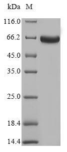 Recombinant Mycobacterium tuberculosis Mycothione reductase (mtr)