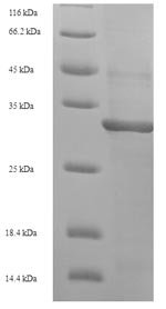 Recombinant Escherichia coli 8-oxo-dGTP diphosphatase (mutT)