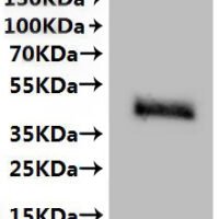 CSB-MP020802HU is detected by Mouse anti-6*His monoclonal antibody