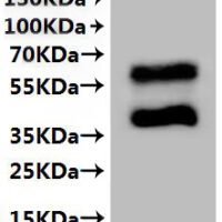 CSB-MP004841HU is detected by Mouse anti-6*His monoclonal antibody