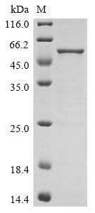 Recombinant Bovine coronavirus Nucleoprotein (N), Bovine coronavirus (strain Quebec) (BCoV) (BCV), E.coli, C-terminal 6xHis-tagged, 50.3kDa, purity >90% as determined by SDS-PAGE.