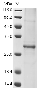Recombinant Human Aquaporin-1 (AQP1) Protein, Homo sapiens (Human), in vitro E.coli expression system, N-terminal 10xHis-tagged, 29.9kDa, purity >85% as determined by SDS-PAGE.