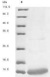 Recombinant Androctonus mauritanicus mauritanicus Alpha-toxin Amm8