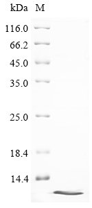Recombinant Dactylis glomerata Major pollen allergen Dac g 4, partial