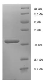 Recombinant Dactylis glomerata Pollen allergen Dac g 3, partial