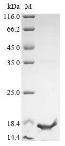 Recombinant Antarctomyces psychrotrophicus Antifreeze protein (X10S), partial, Antarctomyces psychrotrophicus, E.coli, N-terminal 6xHis-KSI-tagged, 17.2kDa, purity >90% as determined by SDS-PAGE.
