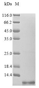 Recombinant Enterovirus A71 Genome polyprotein, partial, Enterovirus A71, E.coli, N-terminal 6xHis-tagged, 7.4kDa, purity >85% as determined by SDS-PAGE.