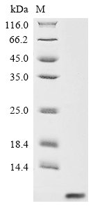 Recombinant Enterovirus A71 Genome polyprotein, partial, Enterovirus A71, E.coli, Tag-Free, 6.5kDa, purity >90% as determined by SDS-PAGE.