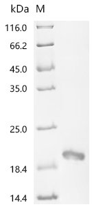 Recombinant Conus kinoshitai Mu-conotoxin KIIIB, partial