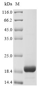 Recombinant Ornithorhynchus anatinus Defensin-A1