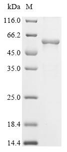 Recombinant Tick-borne encephalitis virus European subtype Genome polyprotein, partial, Tick-borne encephalitis virus European subtype (strain Neudoerfl) (NEUV) (Neudoerfl virus), E.coli, N-terminal 10xHis-tagged and C-terminal Myc-tagged, 56.0kDa, purity >85% as determined by SDS-PAGE.