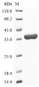 Recombinant Bacillus cereus 1-phosphatidylinositol phosphodiesterase