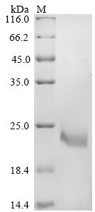 Recombinant Triticum aestivum Alpha-amylase/trypsin inhibitor CM3