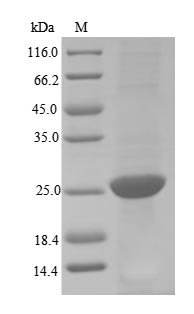 Recombinant Porcine parvovirus Capsid protein VP1, partial, Porcine parvovirus (strain NADL-2) (PPV), E.coli, N-terminal 6xHis-tagged, 26.1kDa, purity >90% as determined by SDS-PAGE.