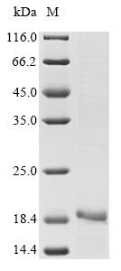 Recombinant Bothrops jararaca Zinc metalloproteinase-disintegrin-like botrocetin, partial