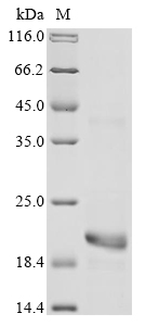 Recombinant Dendroaspis angusticeps Natriuretic peptide DNP, Dendroaspis angusticeps (Eastern green mamba) (Naja angusticeps), E.coli, N-terminal 6xHis-KSI-tagged, 19.5kDa, purity >85% as determined by SDS-PAGE.