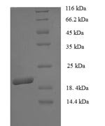 Recombinant Carpinus betulus Major pollen allergen Car b 1 isoform 2