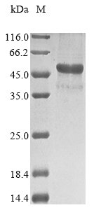 Recombinant Amylomyces rouxii Chitin deacetylase