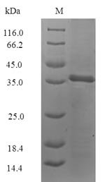 Recombinant Blattella germanica Allergen Bla g 4