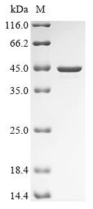Recombinant Blattella germanica Aspartic protease Bla g 2