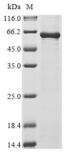 Recombinant Canine parvovirus type 2 Capsid protein VP2, partial