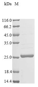 Recombinant Phaseolus vulgaris Leghemoglobin A