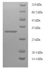 Recombinant Triticum monococcum Omega-gliadin, partial