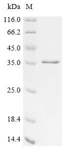 Recombinant BK polyomavirus Large T antigen, partial, Biotinylated, BK polyomavirus (BKPyV) (Human polyomavirus 1), E.coli, N-terminal 6xHis-SUMO3-Avi-tagged, 29.8kDa, purity >90% as determined by SDS-PAGE.