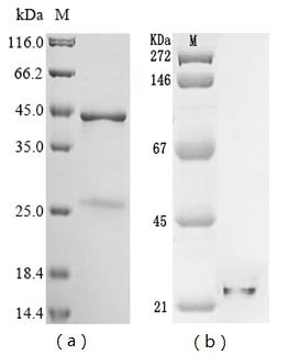 Recombinant Hepatitis delta virus genotype I Small delta antigen