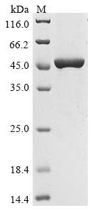 Recombinant Chicken Heat shock 70 kDa protein, partial, Gallus gallus (Chicken), E.coli, N-terminal 6xHis-tagged, 48.6kDa, purity >85% as determined by SDS-PAGE.