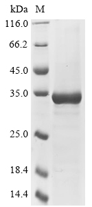 Recombinant Semliki forest virus Polyprotein P1234, partial
