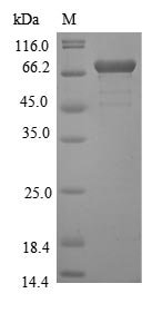 Recombinant Yellow fever virus Genome polyprotein, partial, Yellow fever virus (strain 17D vaccine) (YFV), E.coli, N-terminal 10xHis-GST-tagged and C-terminal Myc-tagged, 78.4kDa, purity >85% as determined by SDS-PAGE.