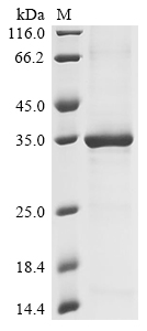 Recombinant Dermatophagoides farinae Der f 9 allergen