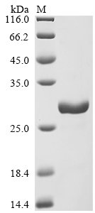 Recombinant Oncorhynchus mykiss Interleukin-10