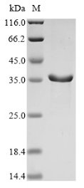 Recombinant Apis mellifera Venom dipeptidyl peptidase 4, partial