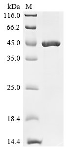Recombinant Classical swine fever virus Genome polyprotein, partial