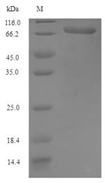 Recombinant Apis mellifera Venom serine carboxypeptidase