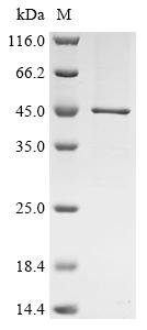 Recombinant Eisenia fetida Lysenin, Eisenia fetida (Red wiggler worm), E.coli, C-terminal 6xHis-tagged, 40.4kDa, purity >90% as determined by SDS-PAGE.