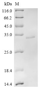 Recombinant Macrovipera lebetina Chymotrypsin-like protease VLCTLP