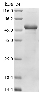 Recombinant Apis mellifera Alpha-glucosidase, partial